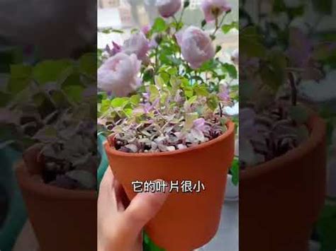 胭脂雲風水|【胭脂雲風水】胭脂雲風水招財又招桃花！7款人氣植物讓好運臨。